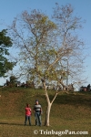 pihL1506081723.jpg